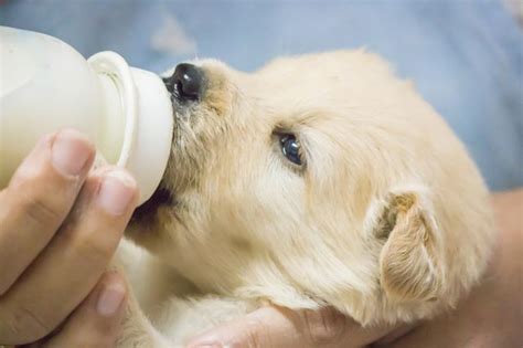 What Kind Of Milk Do I Give A Newborn Puppy? | Cuteness