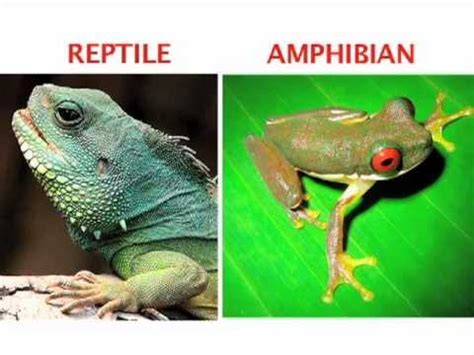 What s the difference between an amphibian and a reptile ...