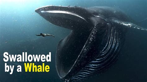 What to Do If You Are Swallowed by a Giant Whale?   YouTube