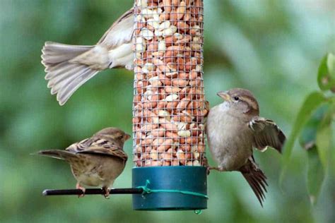 What to Feed Birds in Summer | Kennedy Wild Bird Food