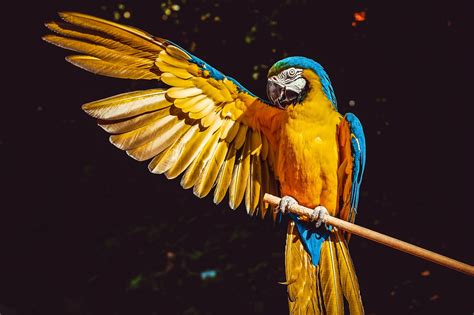 What to Know About Different Types of Bird Wings