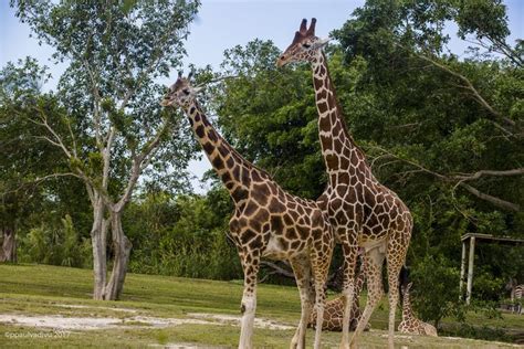 What to See and Do at the Miami MetroZoo