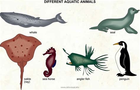 What types of animals live in water?   Quora