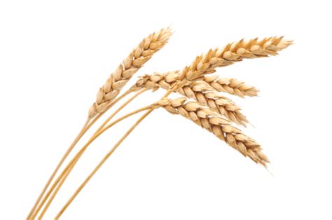 Wheat Spikes transparent PNG   StickPNG
