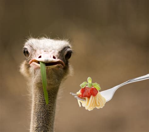 When a New York Yankee Beat an Ostrich in a Spaghetti ...