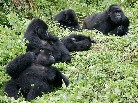 Where Do Gorillas Live | Gorillas Habitat