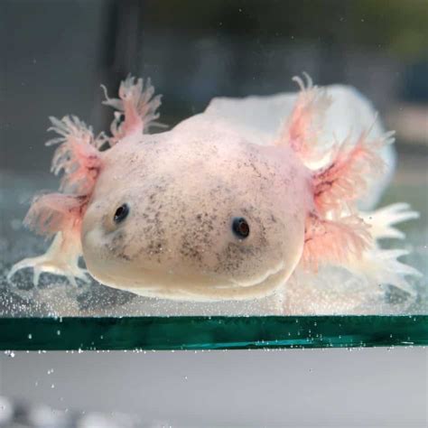 Where to Buy an Axolotl: A Complete Guide for the First ...