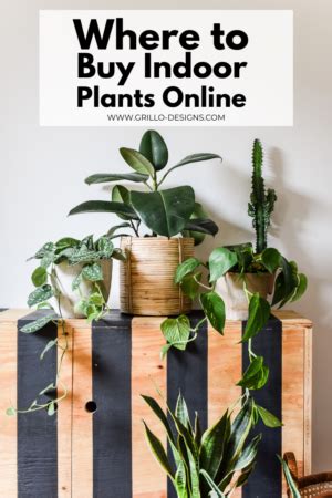 Where to Buy Indoor Plants online? • Grillo Designs