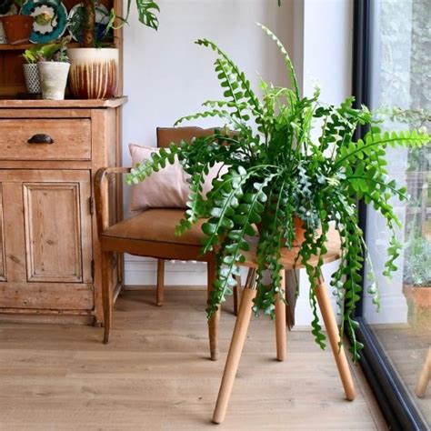 Where to buy plants online: 19 online plant stores to shop now