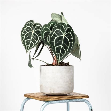 Where to buy plants online: 19 online plant stores to shop now