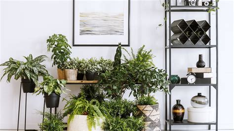 Where to Buy Plants Online: 9 Shops that Deliver to Your Door ...