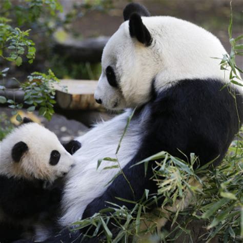 Where To Get Your Panda Fix, Since The National Zoo s ...