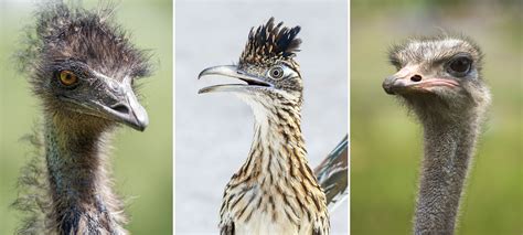 Which Bird Is the Fastest Runner? | Audubon