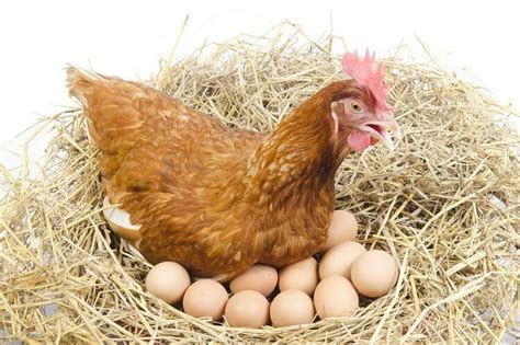 Which Chickens Are Laying Eggs? 3 Sure Ways To Tell | Chickens And More