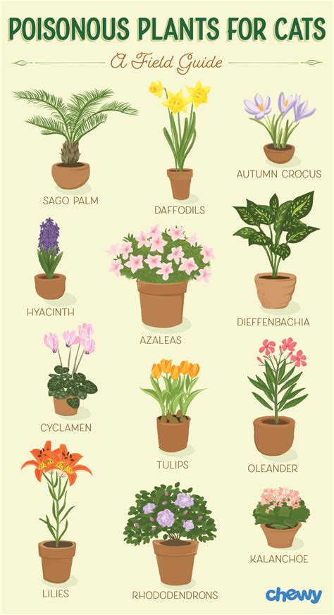 Which Plants Are Poisonous to Cats? A Complete Guide | BeChewy