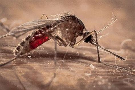 Which Plants Repel Mosquitoes? | Dengarden