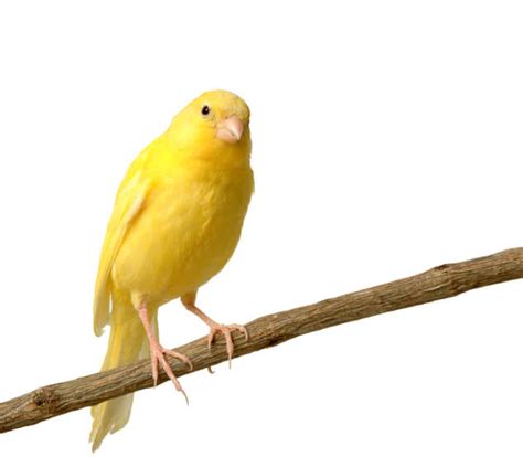 Which Species Make the Best Pet Birds? | Superpages