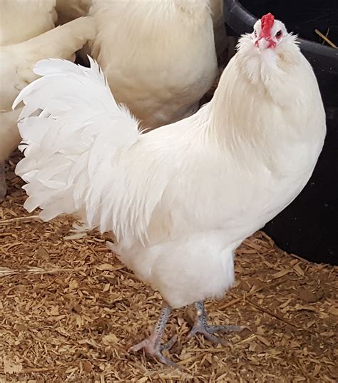 White Ameraucana Chickens For Sale   Baby Chicks | Cackle Hatchery