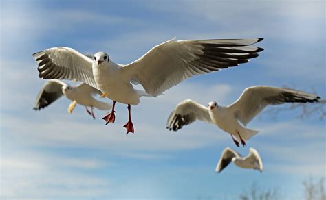 White and Grey Flying Bird · Free Stock Photo