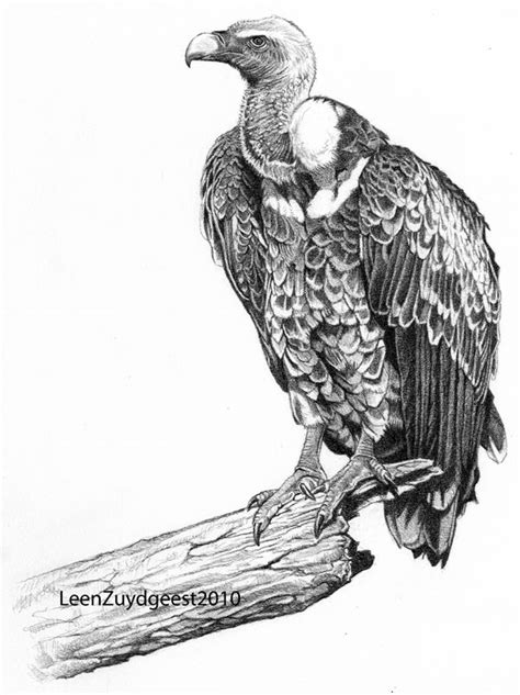 White backed vulture Gyps africanus. 6B graphite pencil ...