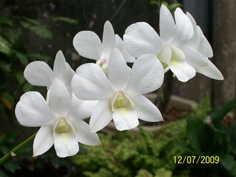 White Dendro | Easy grow Orchid, plant in back yard. | By ...