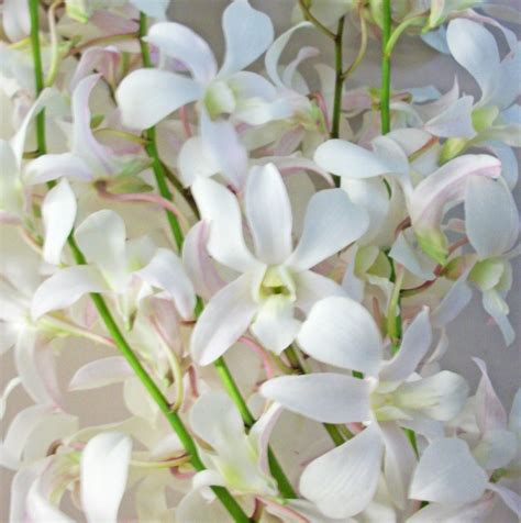 White Dendrobium Orchid Sprays