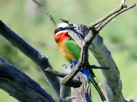 White fronted Bee eater   BirdWatching