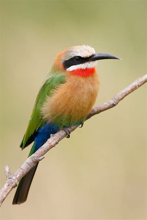 White fronted Bee eater – Bird & Wildlife Photography by ...
