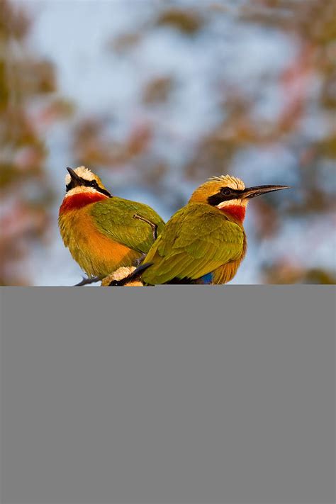 White fronted Bee eaters Photograph by Basie Van Zyl