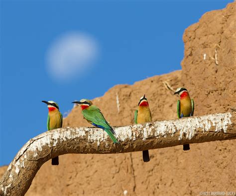White fronted Bee eaters | Will Burrard Lucas