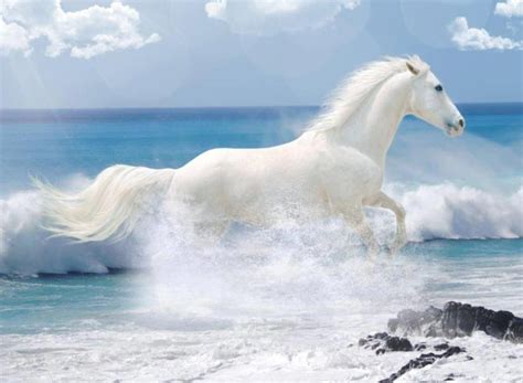 white horse running on the beach | Horses, White horses ...