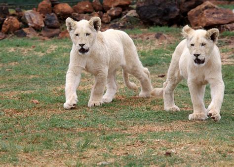 white lion cubs  Panthera leo melanochaita    ZooChat