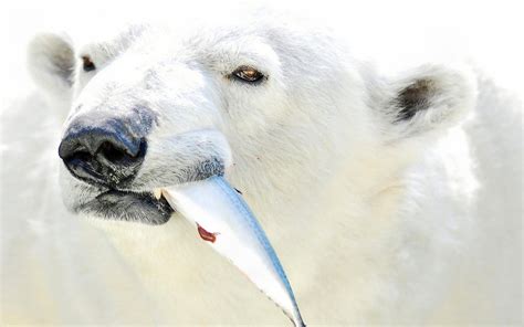 White Polar Bear eating silver fish HD wallpaper ...