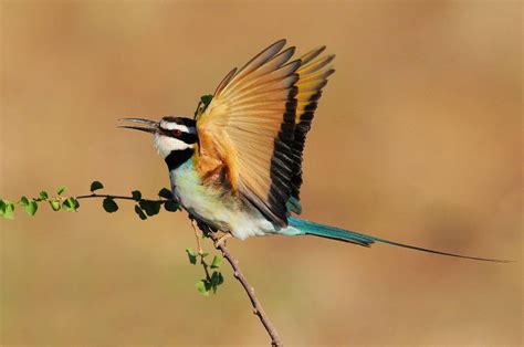 White throated bee eater