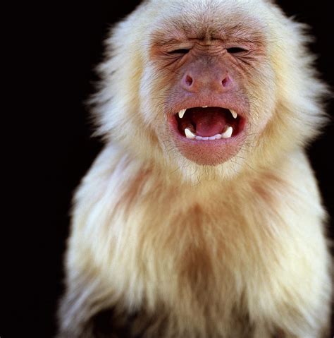 White throated Capuchin cebus Capucinus With Mouth Open ...