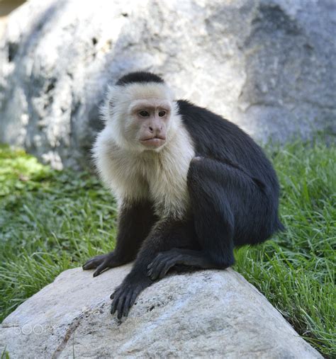 White Throated Capuchin Monkey | Capuchin monkey, Monkey ...