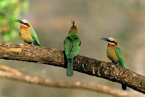 Whitefronted Bee eaters Photograph by Tony Camacho/science ...