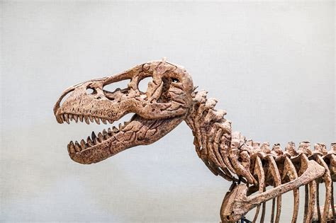 Who Bought a $32m Dinosaur Skeleton? – WARM 106.9