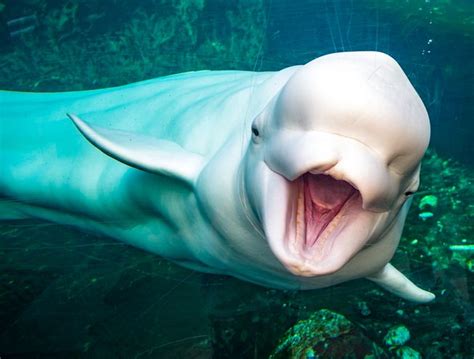 Why a beluga s squishy head is so special | MNN   Mother ...