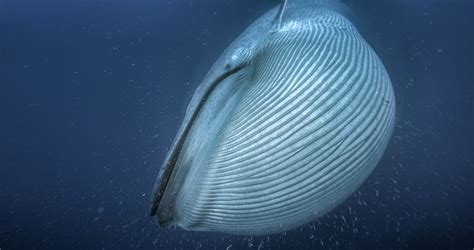 Why are blue whales so enormous?