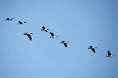 Why are the birds flying north    again? — Ducks Unlimited ...