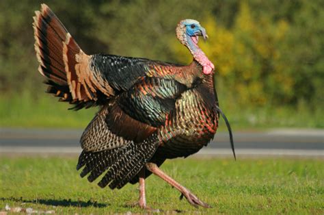Why are there so many wild turkeys in Massachusetts now ...