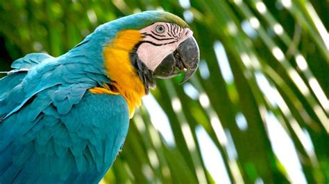 Why Are Wild Parrots Disappearing in Miami?