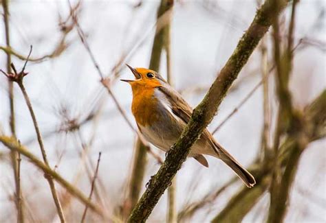 Why Do Birds Sing At Night?   British Bird Lovers