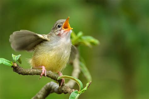 Why Do Birds Sing the Same Song Over and Over?