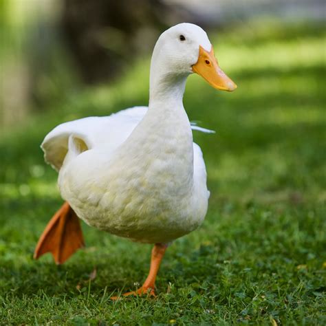 Why Do Ducks Have Orange Feet? « 24 Hours Of Culture