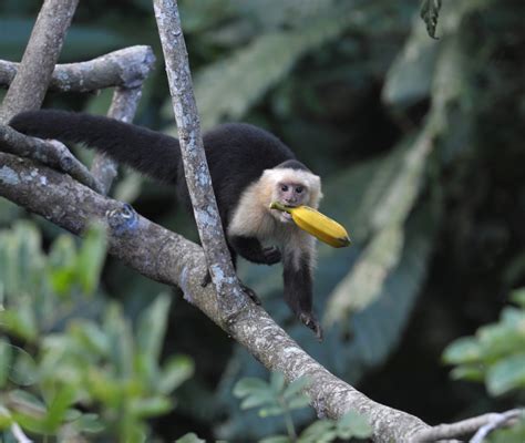 Why Do Monkeys Love Bananas? | Wonderopolis