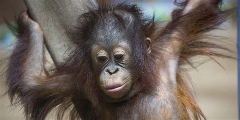 Why Do Orangutans ... | Smithsonian s National Zoo