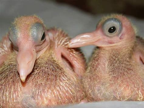 Why Do You Never See a Baby Pigeon? Because They’re Embarrassed of ...