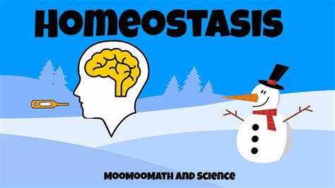 Why is homeostasis important?   YouTube